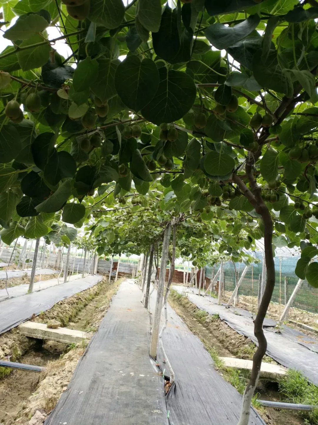 防草布、除草布